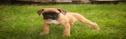 Boxer dogs for sale: Flora - Ad 4