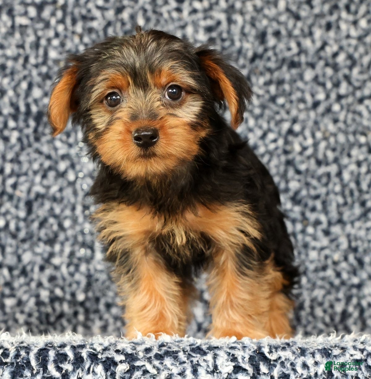 Yorkshire Terrier dogs Adaline - Ad 2