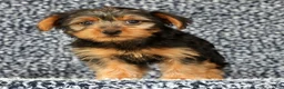Yorkshire Terrier dogs for sale: Adaline - Ad 2