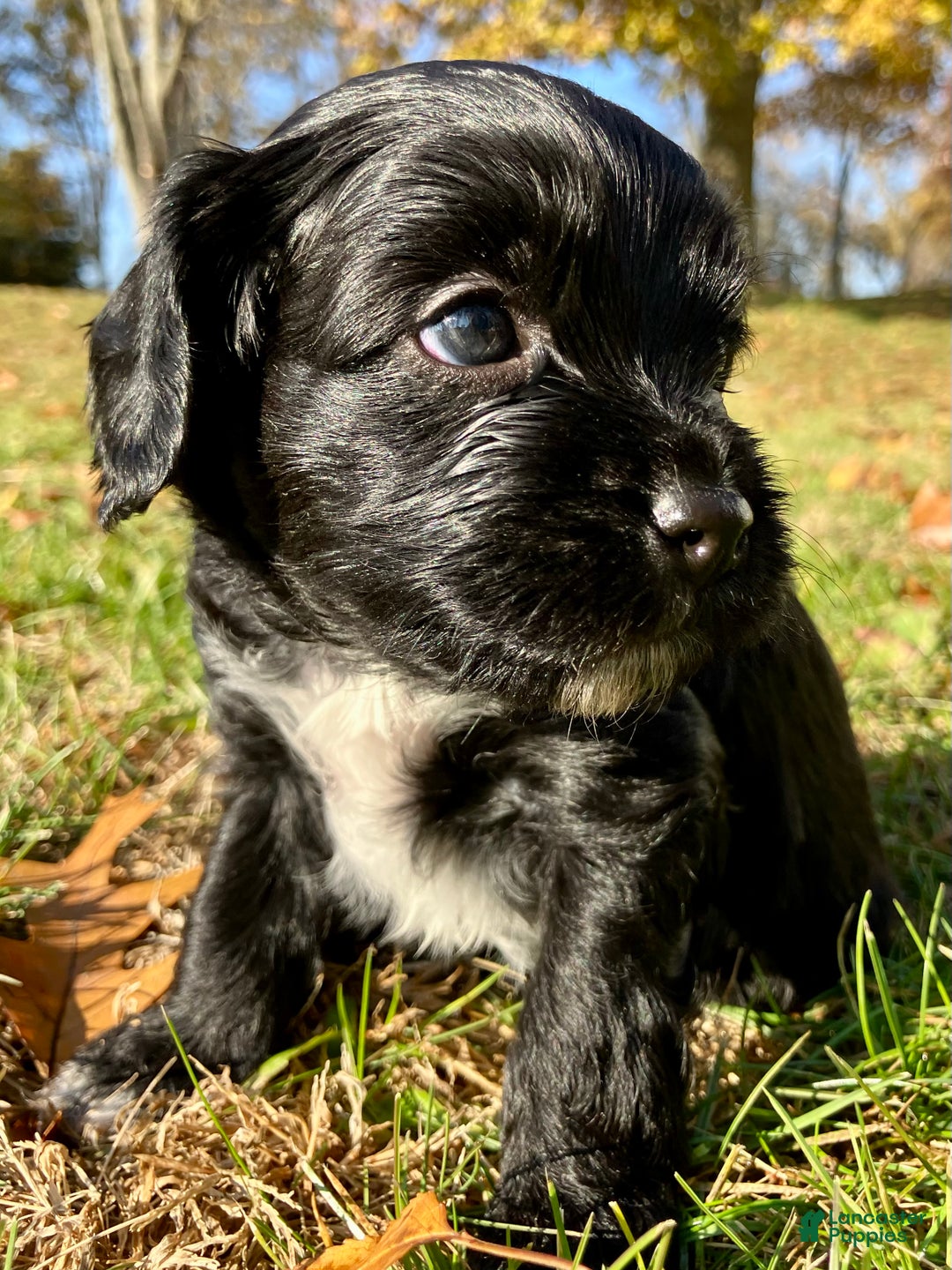 Cavapoo dogs for sale: Tuffnut - Ad 7