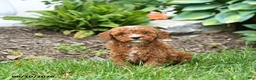 Mini Goldendoodle dogs for sale: Eddie - Ad 3
