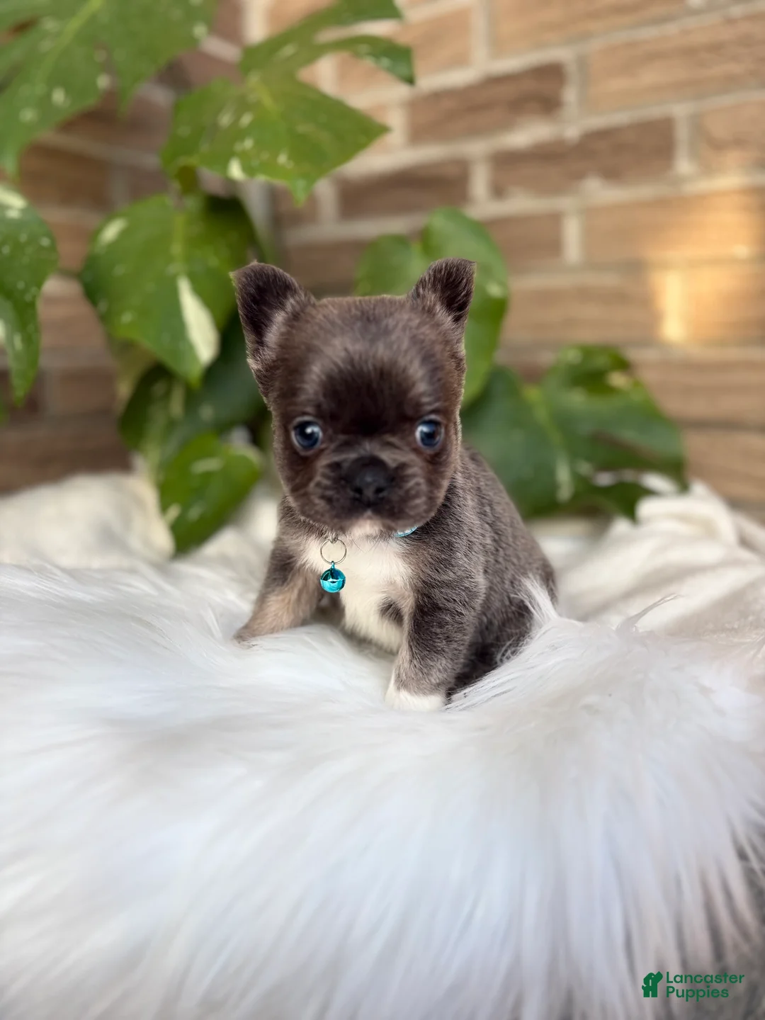 French Bulldog dogs for sale: French Bulldog Puppy 4 - Ad 1