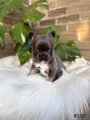 French Bulldog Puppy 4