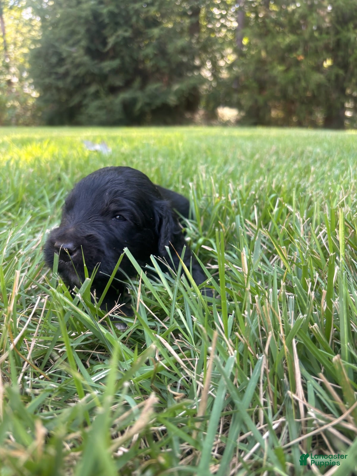 Goldendoodle dogs for sale: Boots - Ad 4