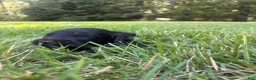 Goldendoodle dogs for sale: Boots - Ad 1