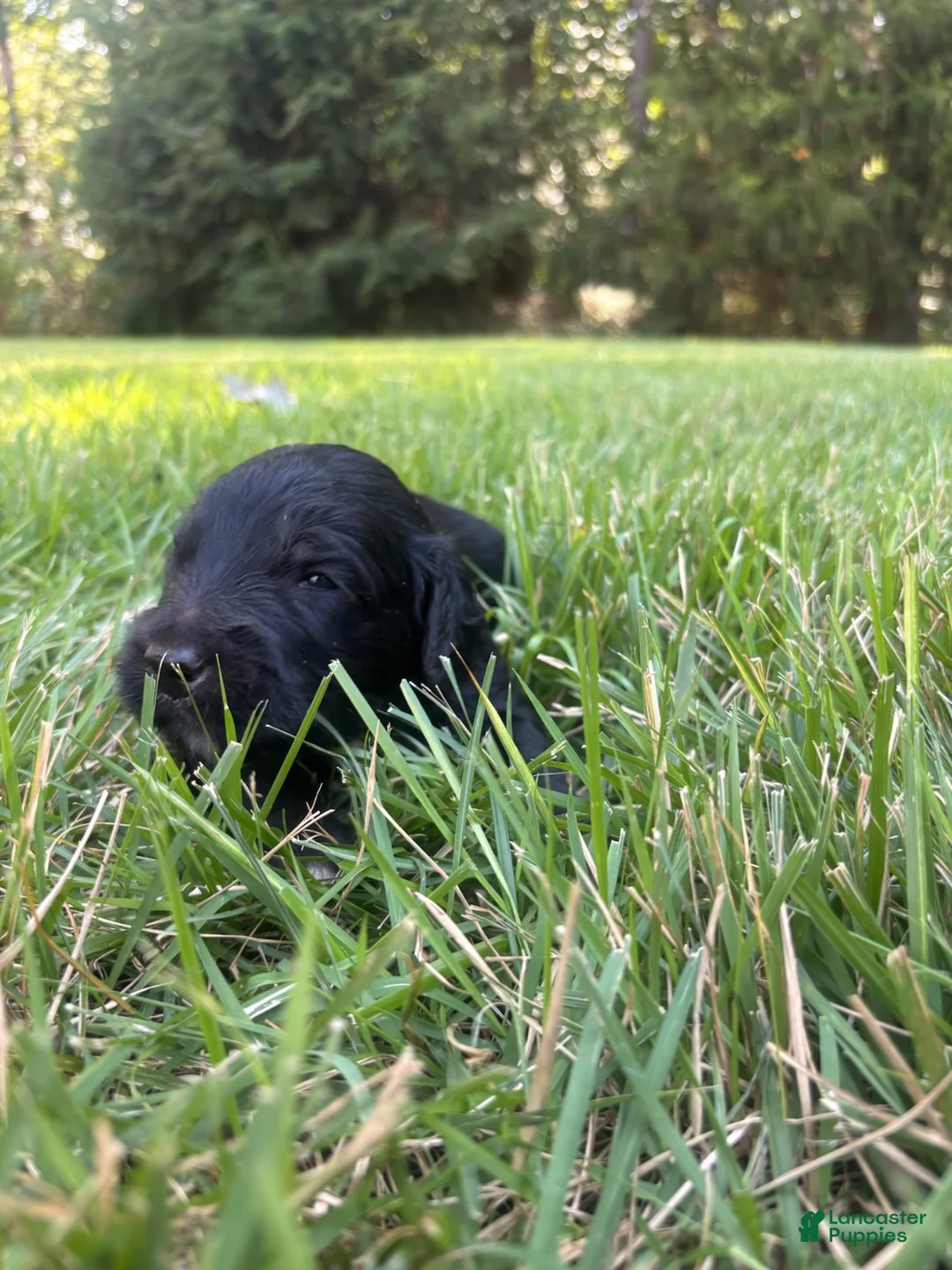 Goldendoodle dogs for sale: Boots - Ad 1