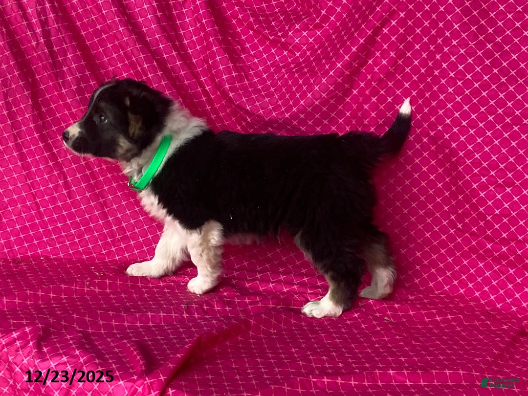 Mixed Breed dogs for sale: George - Ad 3