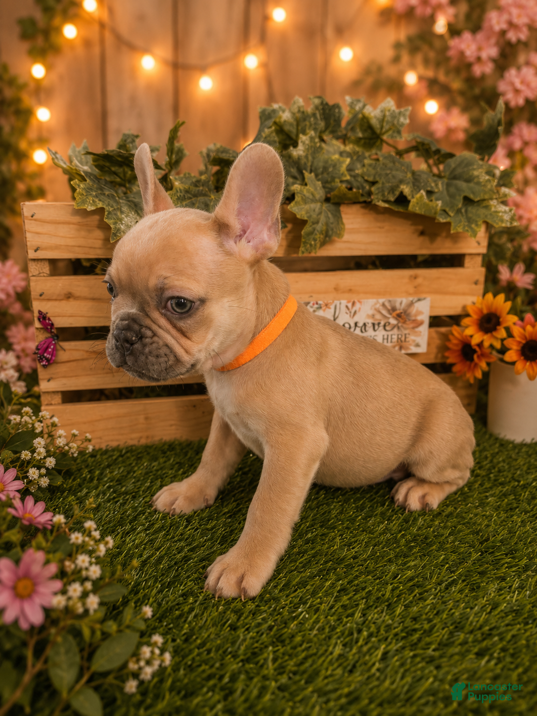 French Bulldog dogs French Bulldog 3 - Ad 15