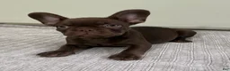 French Bulldog dogs for sale: Bear - Ad 9