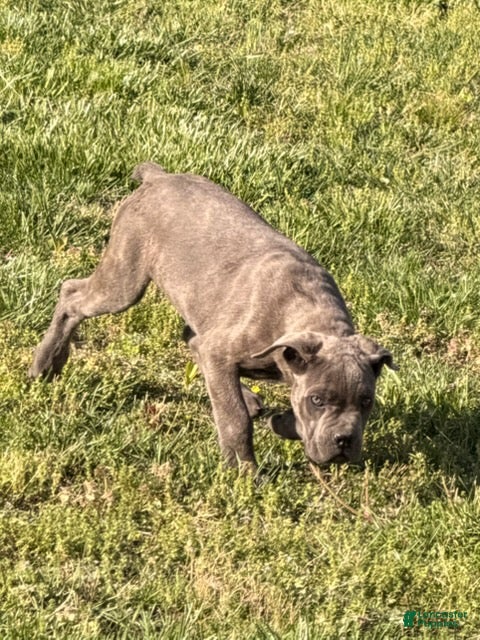 Cane Corso dogs Blue - Ad 2