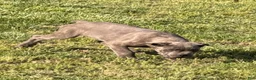 Cane Corso dogs for sale: Blue - Ad 2