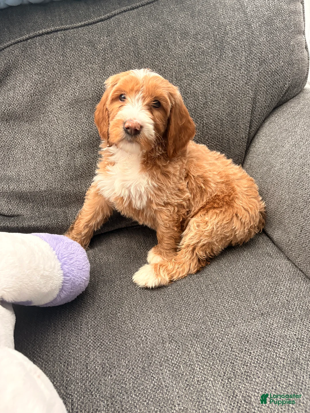 Goldendoodle dogs for sale: Goldendoodle Male - Ad 2