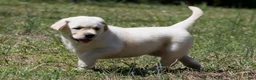 Labrador Retriever dogs for sale: Kenna - Ad 2