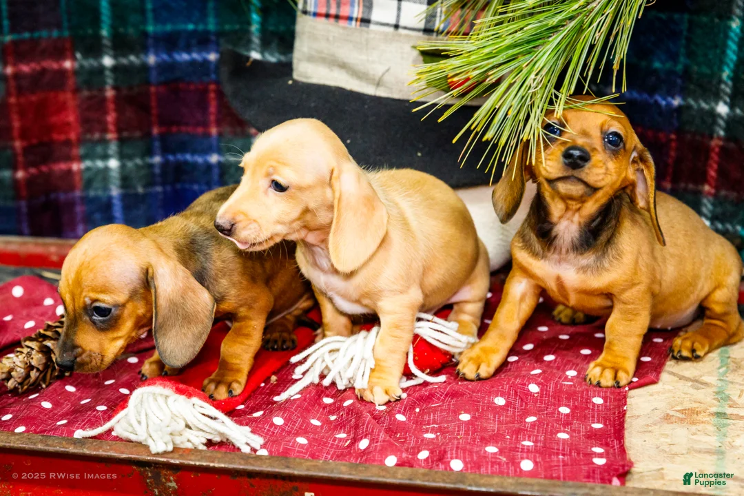 Miniature Dachshund dogs for sale: Tammy - Ad 13