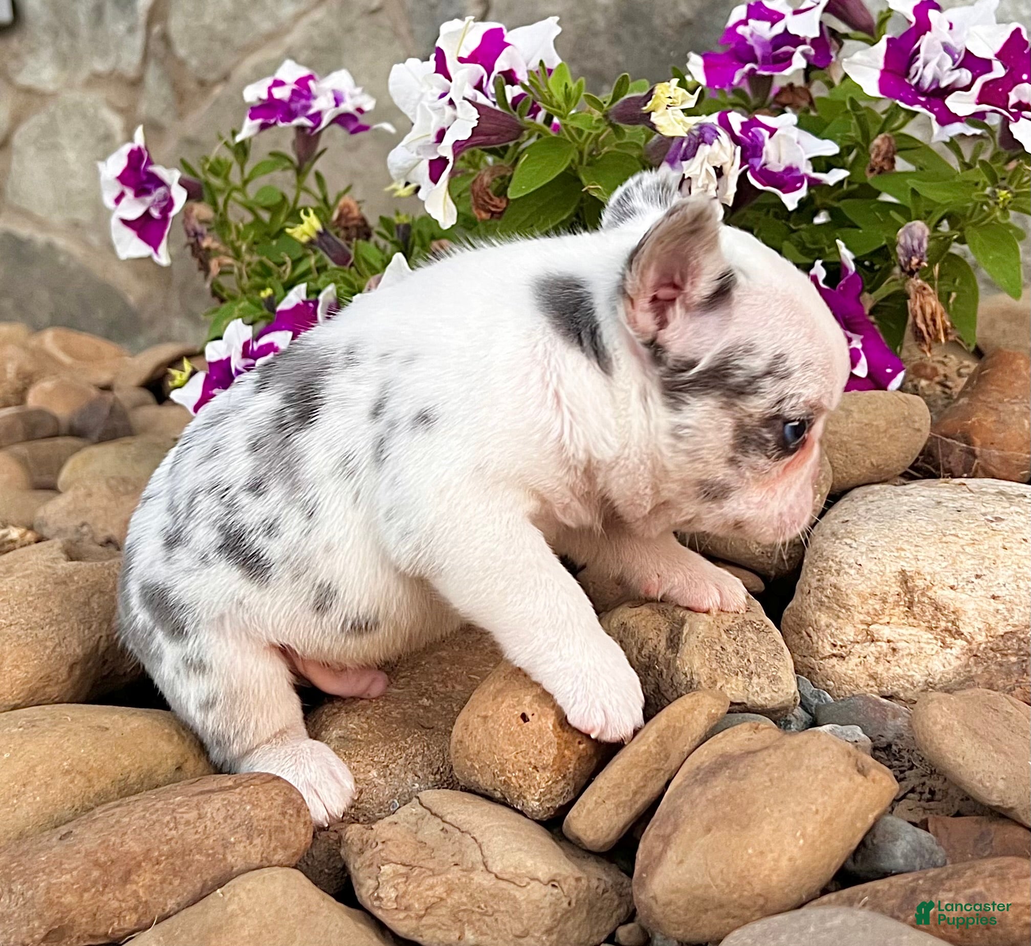 French Bulldog dogs Diesel - Ad 2