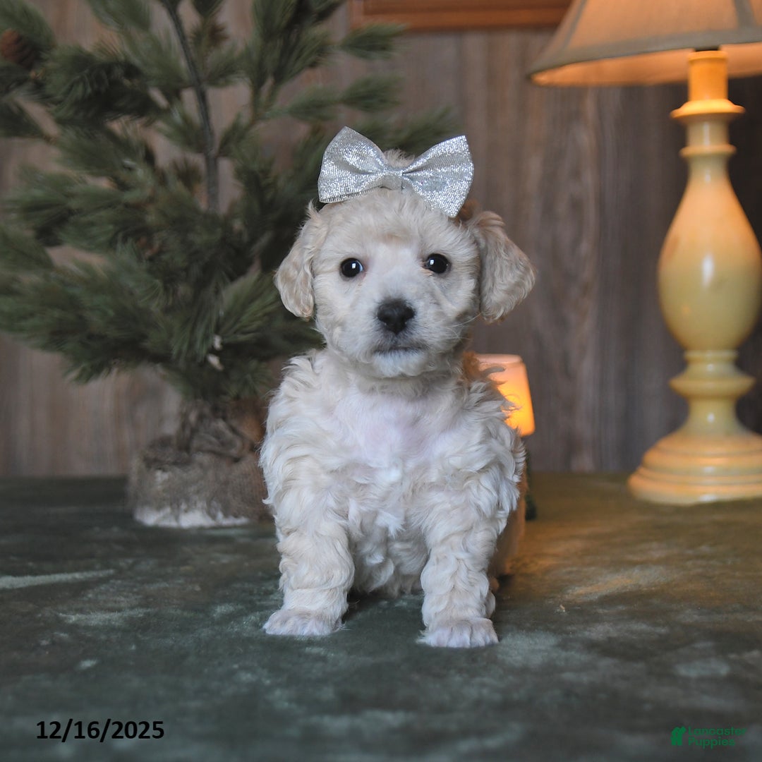 Mini Aussiedoodle dogs for sale: Diamond  - Ad 2