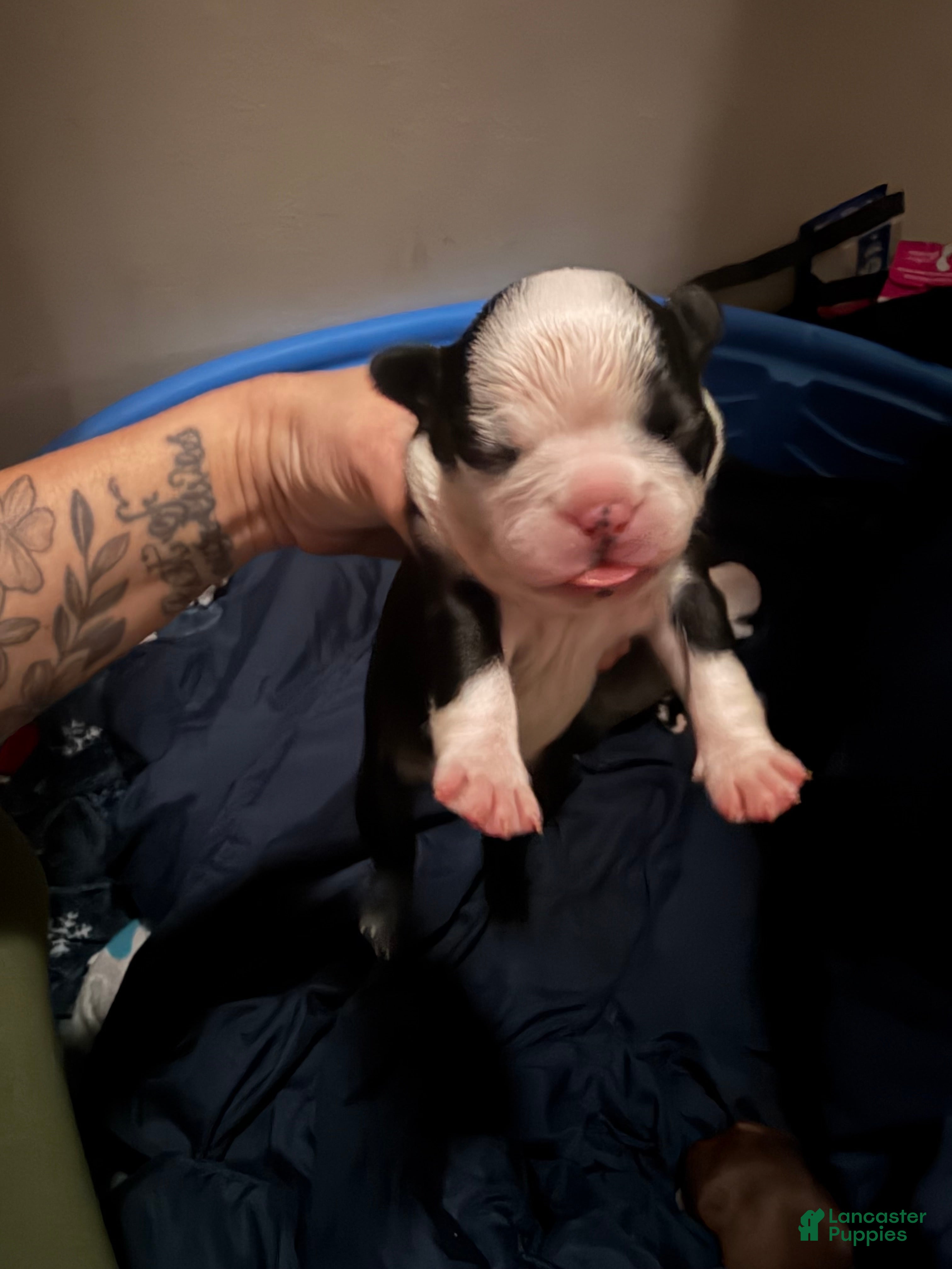 Boston Terrier dogs Boston Terrier 1 - Ad 7