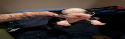 Boston Terrier dogs for sale: Boston Terrier 1 - Ad 1