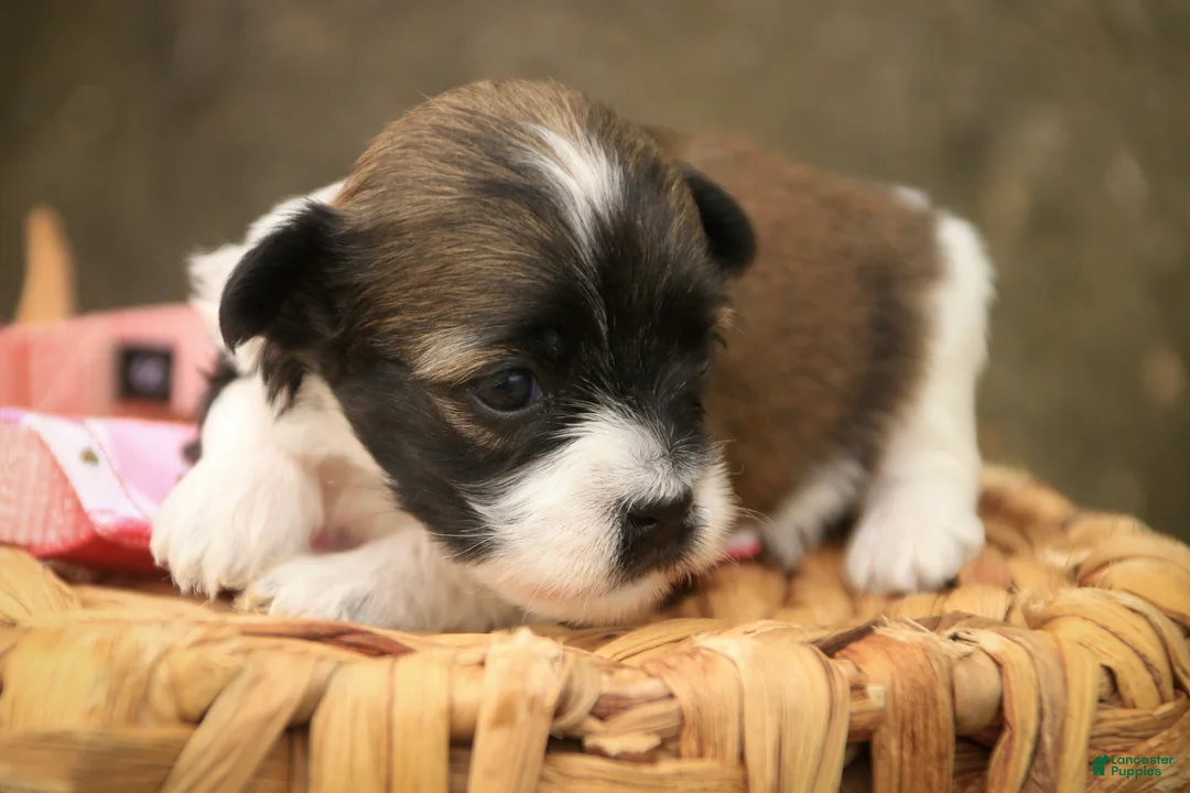 Havanese dogs for sale: Iris Havanese  - Ad 4