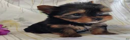 Yorkshire Terrier dogs for sale: Sage - Ad 1