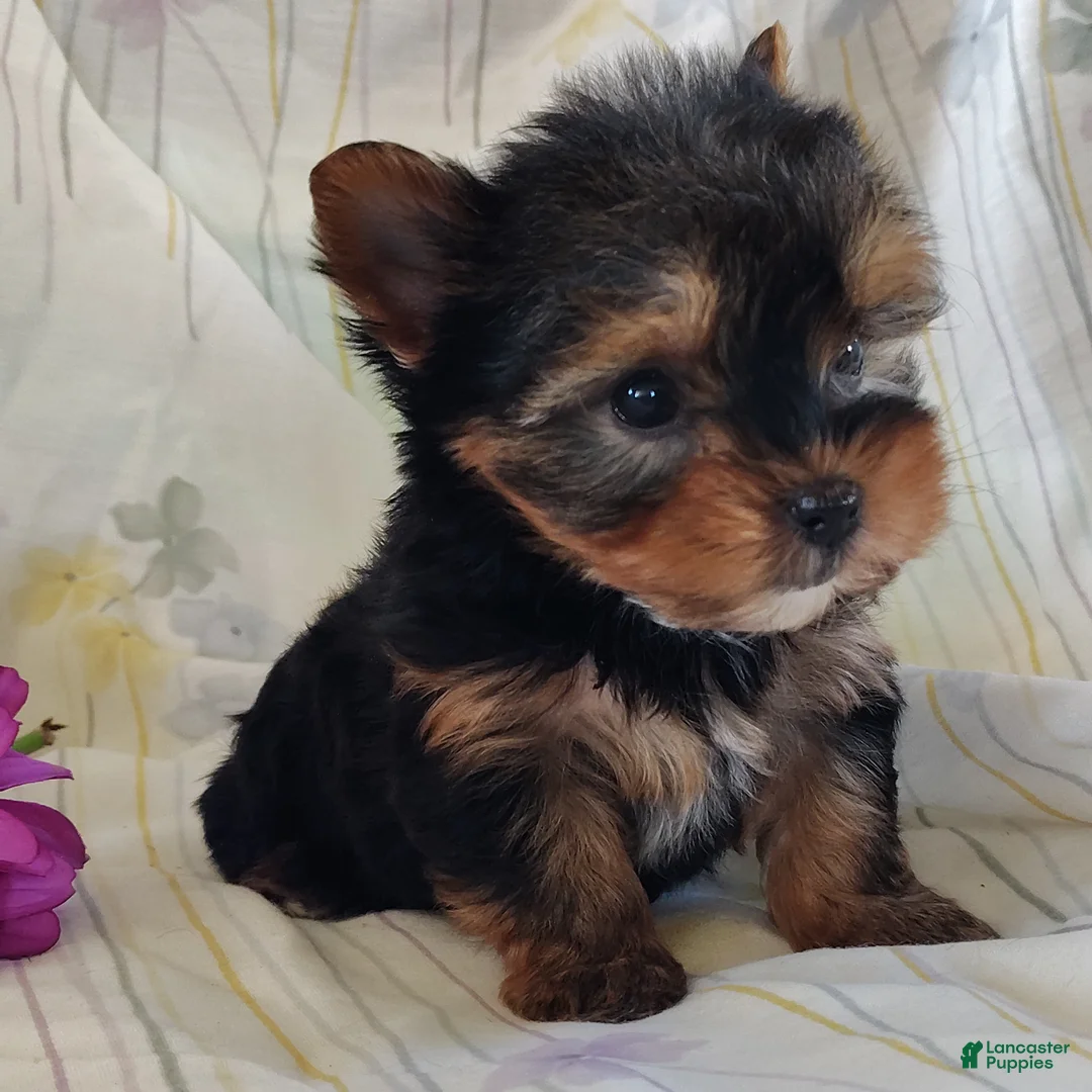Yorkshire Terrier dogs for sale: Sage - Ad 1