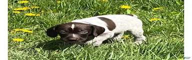 German Shorthaired Pointer Puppy 1