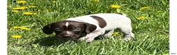 German Shorthaired Pointer dogs for sale: German Shorthaired Pointer Puppy 1 - Ad 1