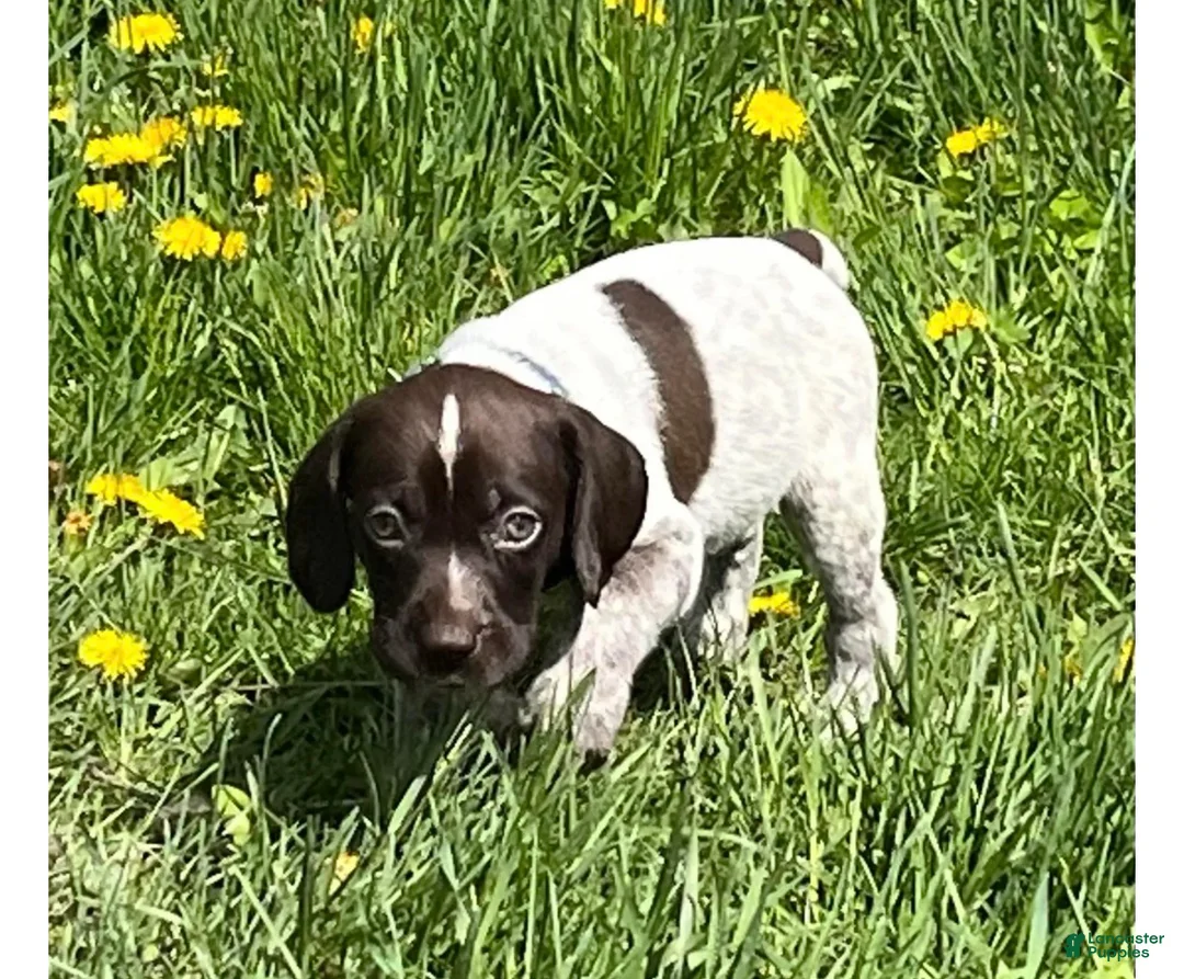 German Shorthaired Pointer dogs for sale: German Shorthaired Pointer Puppy 1 - Ad 1