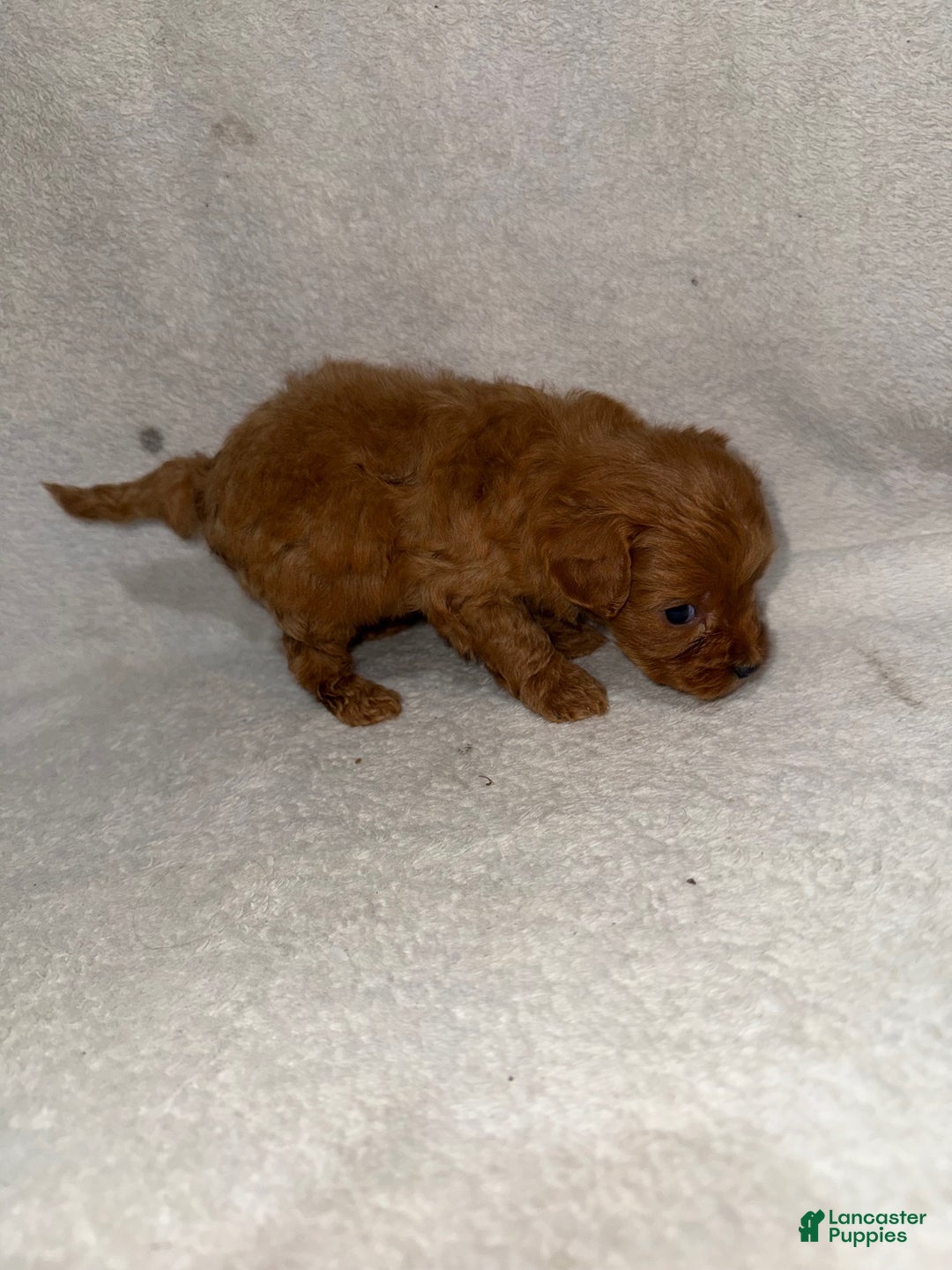 Cavapoo dogs for sale: Cavapoo Puppy 4 - Ad 3