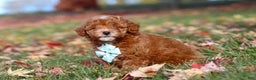 Miniature Poodle dogs for sale: Drumstick - Ad 9