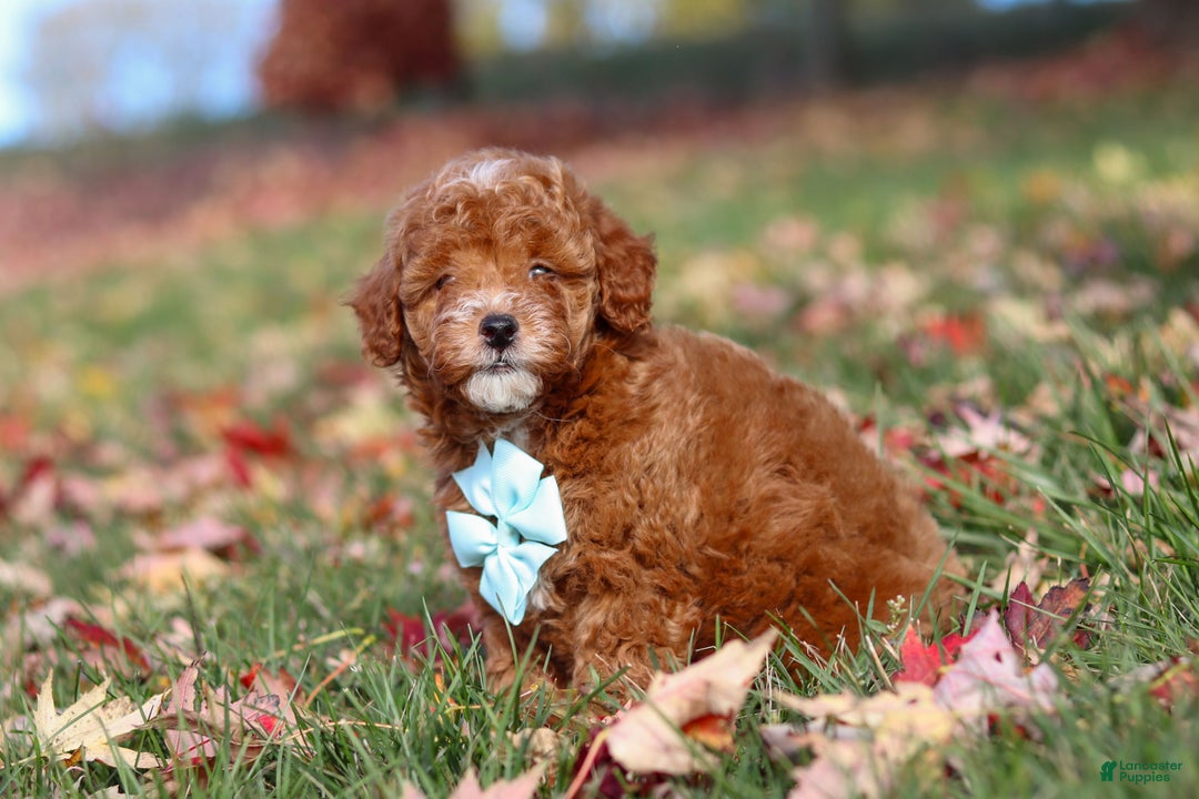 Miniature Poodle dogs for sale: Drumstick - Ad 9
