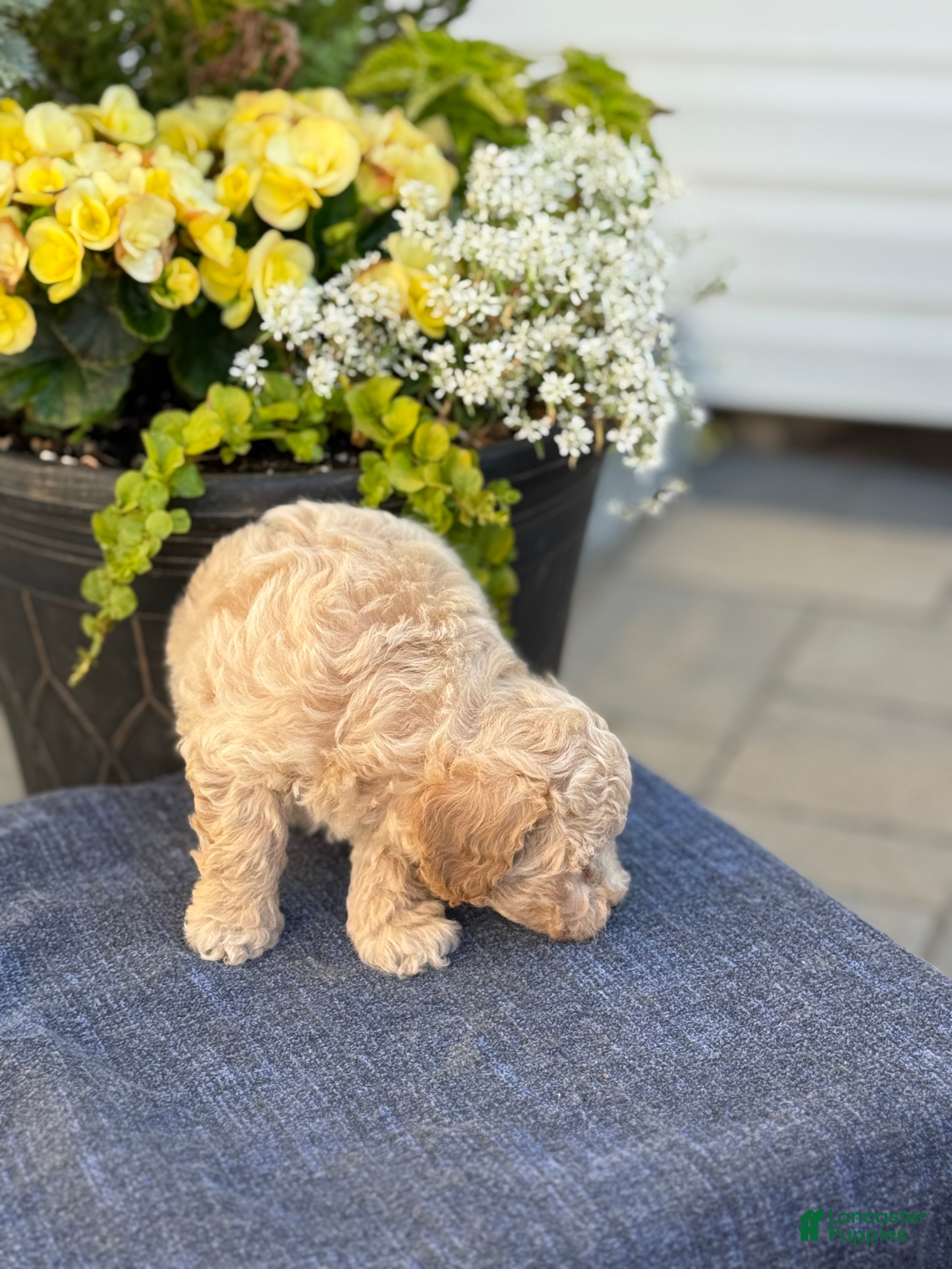 Bichpoo dogs for sale: Faye - Ad 13