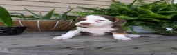 Beabull dogs for sale: Max - Ad 7