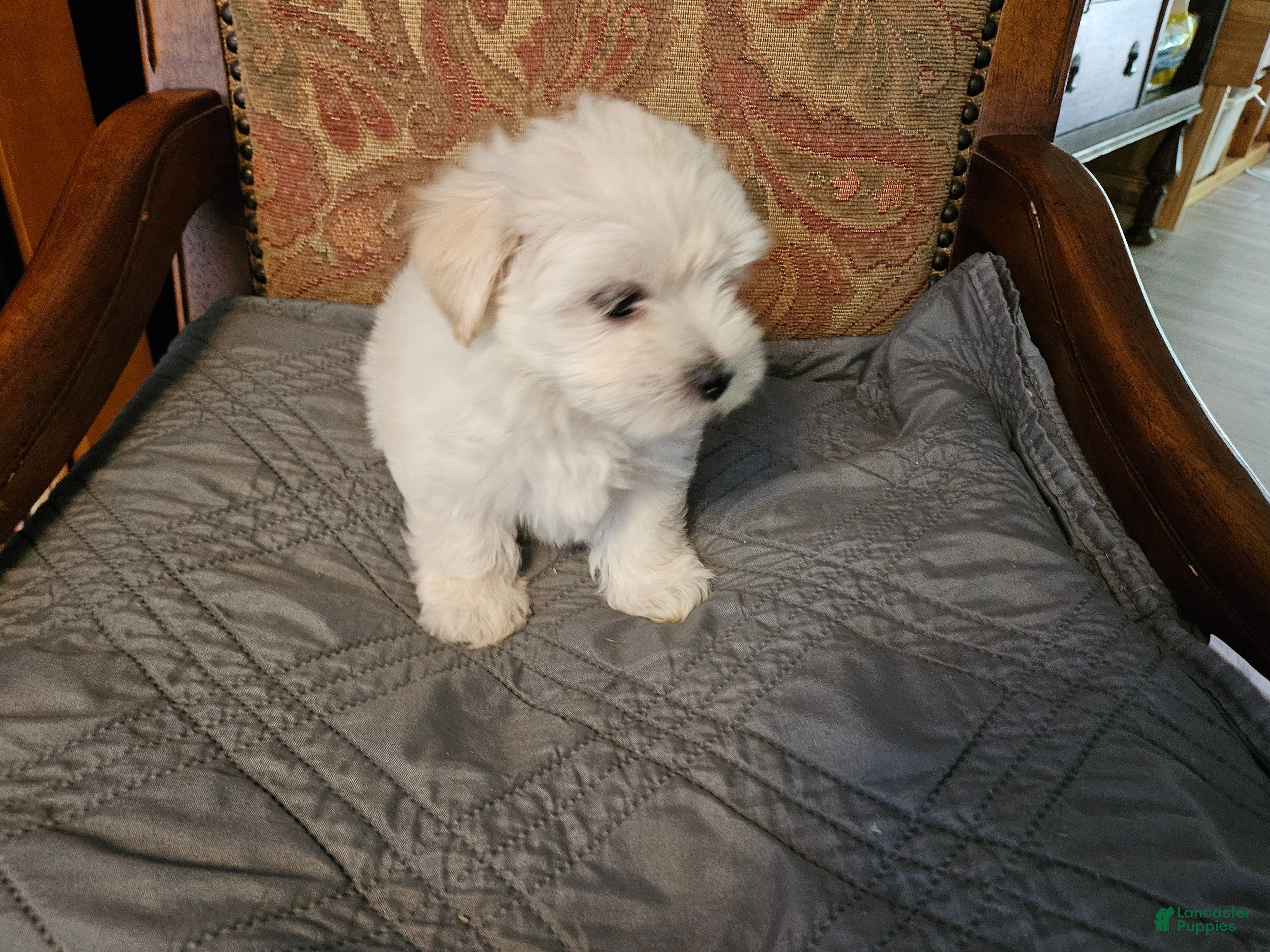 Morkie dogs Morkie 3 - Ad 2