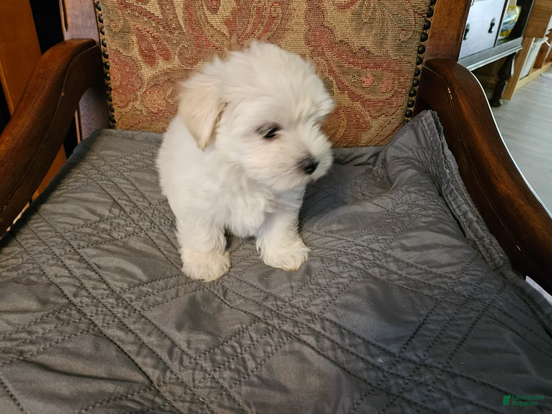 Morkie dogs for sale: Morkie 3 - Ad 2