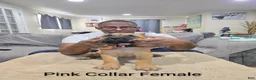 Cane Corso dogs for sale: Cane Corso 3 - Ad 1