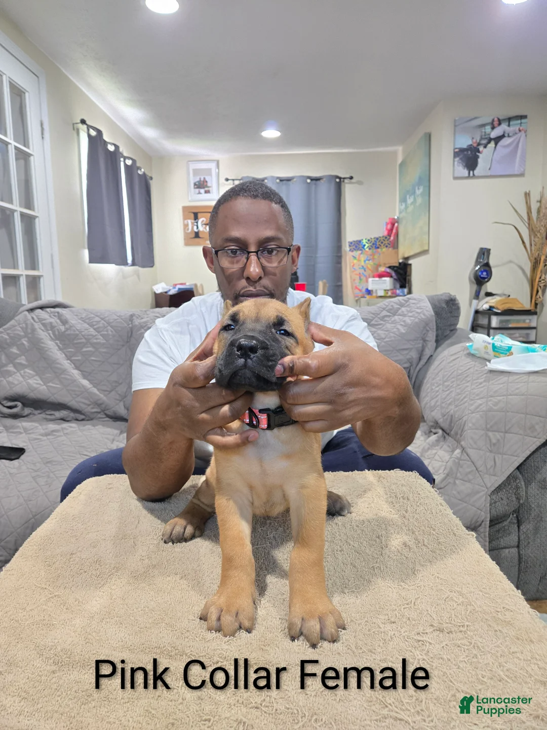 Cane Corso dogs for sale: Cane Corso 3 - Ad 1