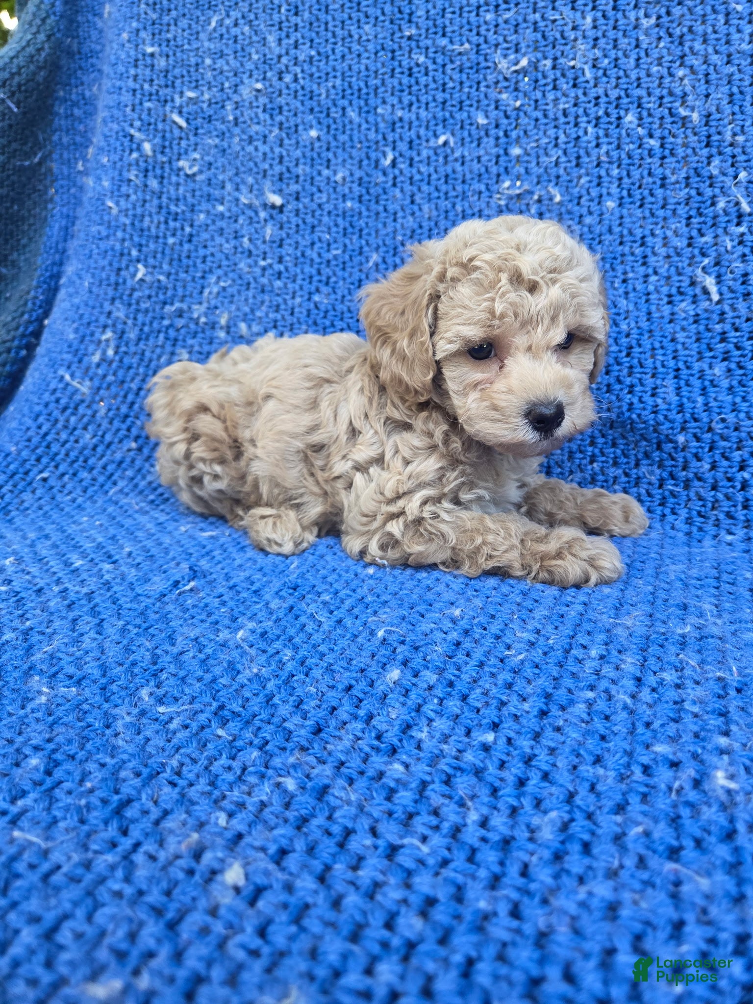 Toy Poodle dogs Vira  - Ad 16