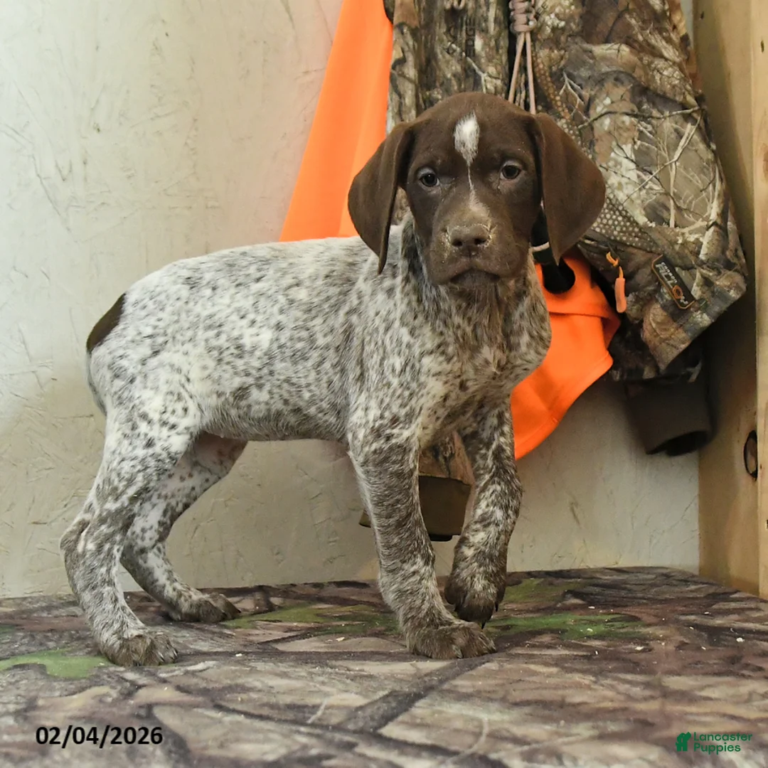 German Shorthaired Pointer dogs for sale: Greta - Ad 5