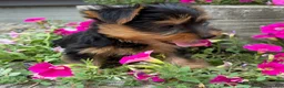 Yorkshire Terrier dogs for sale: Ruby - Ad 10