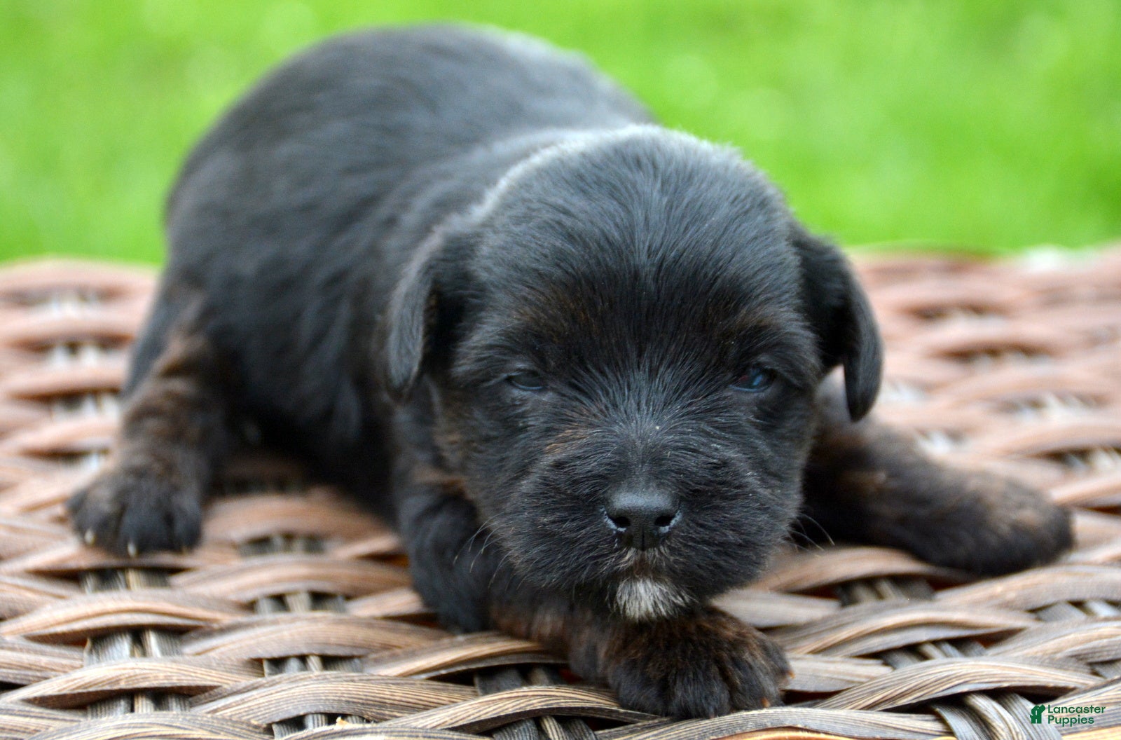 Yorkiepoo dogs Yorkiepoo Pepper - Ad 28