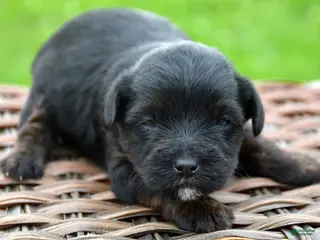 Yorkiepoo dogs Yorkiepoo Pepper - Ad 28