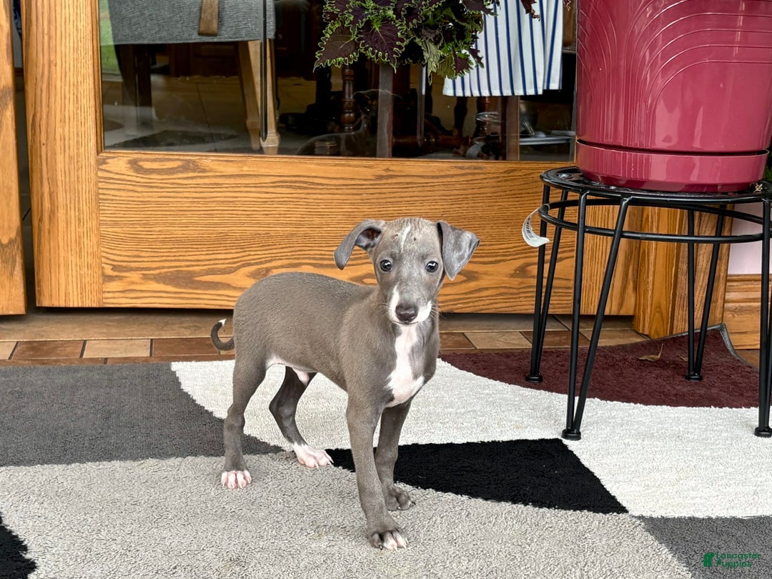 Italian Greyhound dogs for sale: Larry - Ad 5