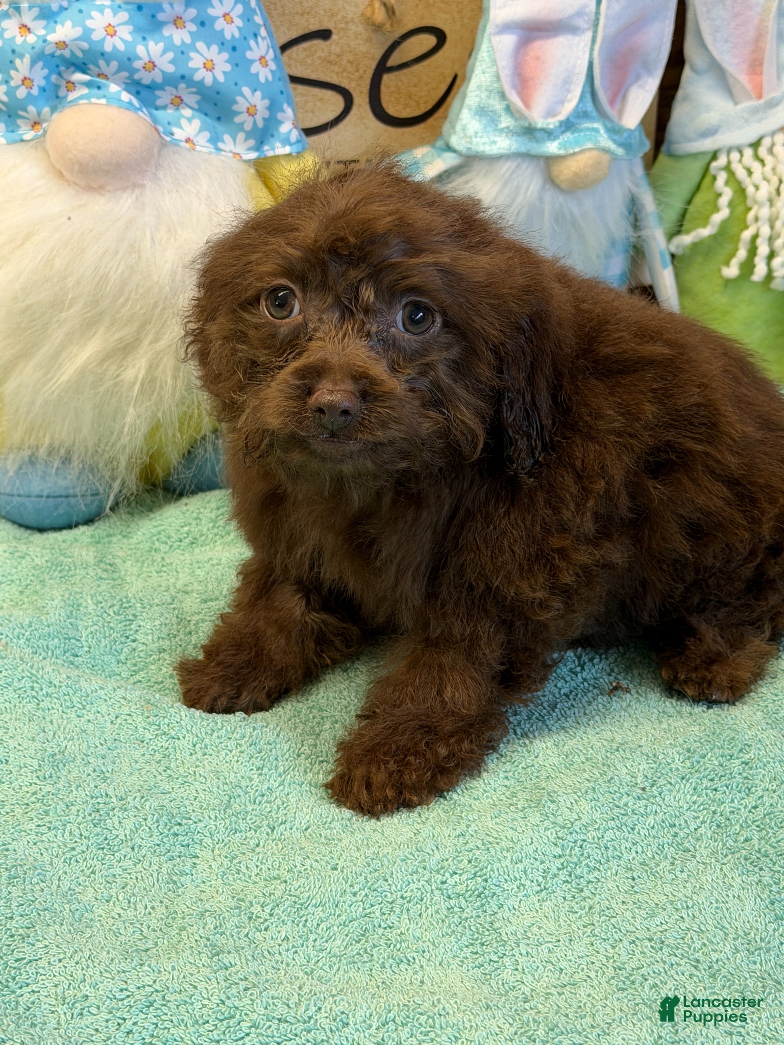 Cockapoo dogs Nugget - Ad 2