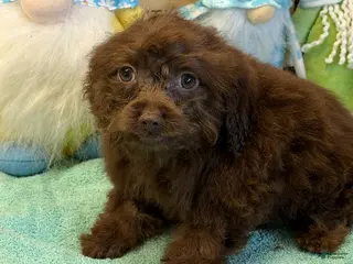 Cockapoo dogs Nugget - Ad 38