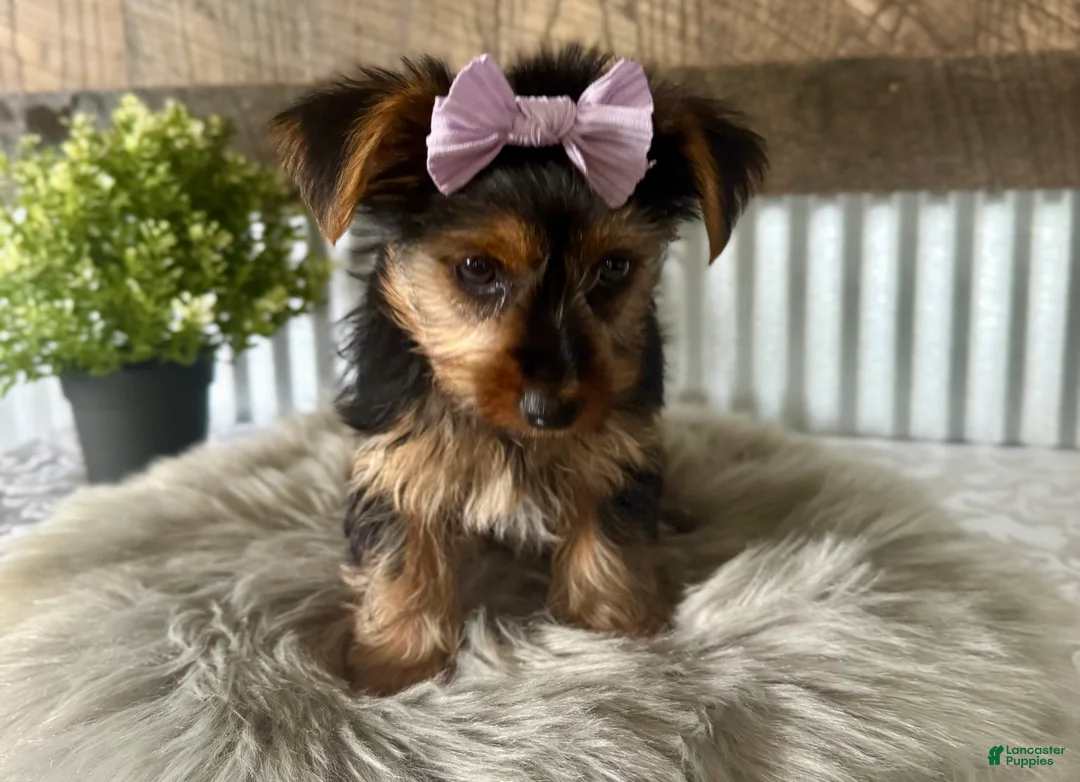 Yorkshire Terrier dogs for sale: Gabby - Ad 2