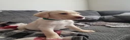 Labrador Retriever dogs for sale: Labrador Retriever Puppy 2 - Ad 6