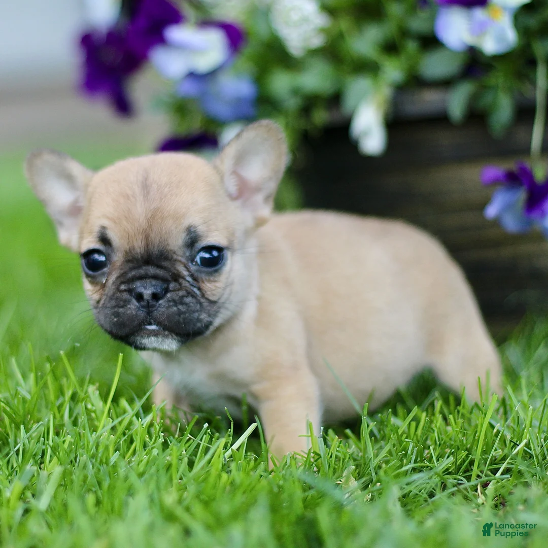 French Bulldog dogs for sale: Rose  - Ad 2