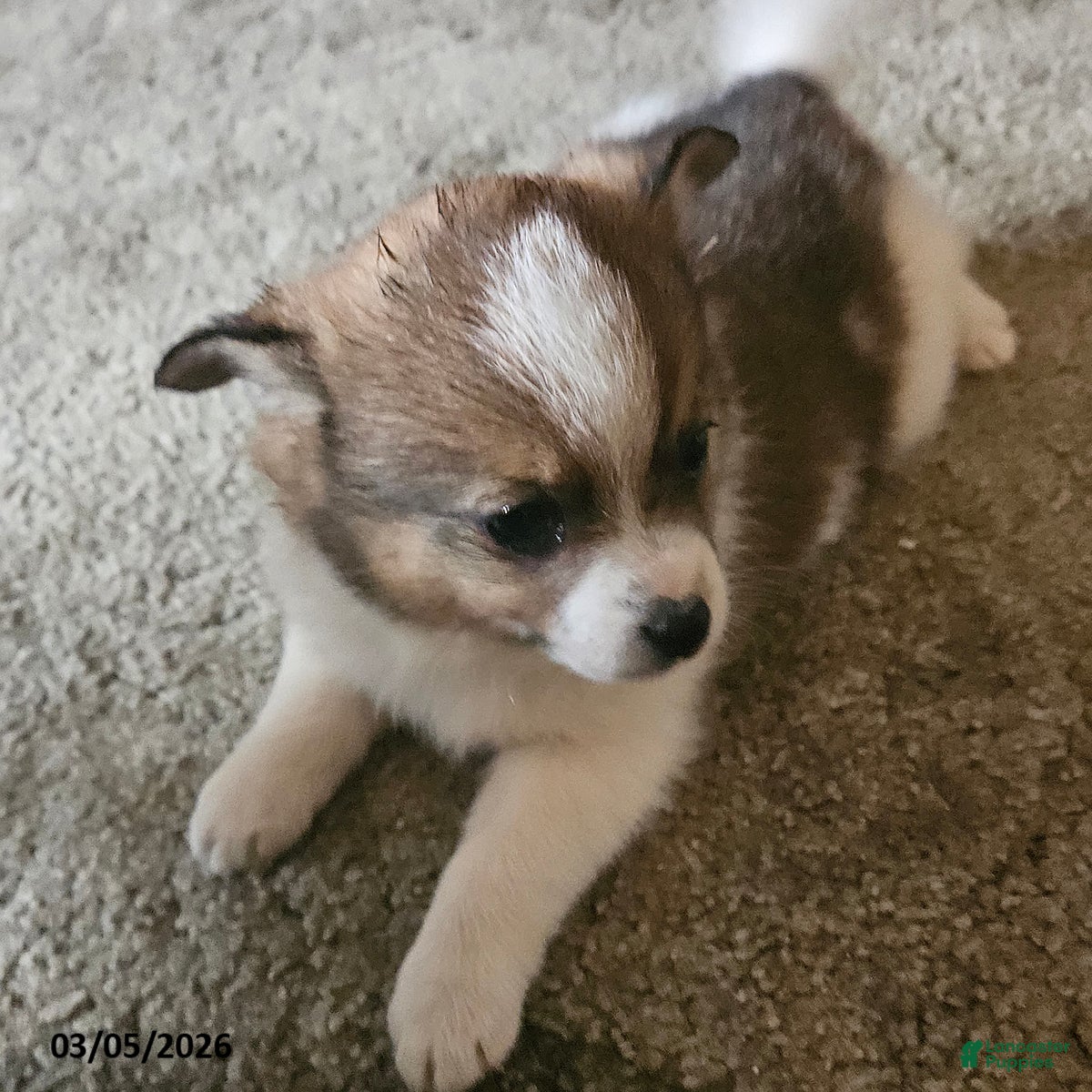 Mixed Breed dogs Jeff - Ad 1