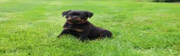 Rottweiler dogs for sale: Luna  - Ad 6